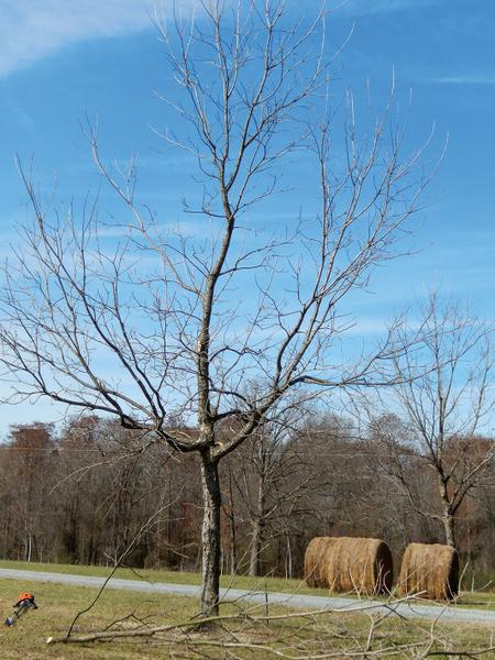 Figure 15. This pecan tree is trained to a central leader.